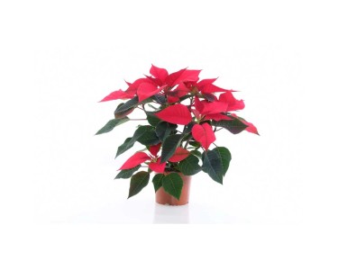 Weihnachtsstern Euphorbia pulcherrima 5 - 7 Triebe Topf  13 cm
