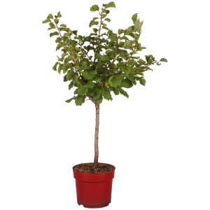Abricotier nain Orange Beauty en pot, hauteur env. 45 cm. Idéal pour balcon et terrasse.