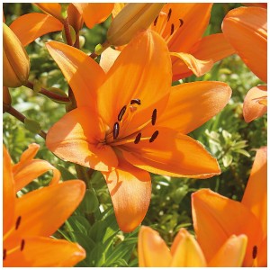 Primo piano di due gigli arancioni 'Orange Ton' di Grow by OBI.