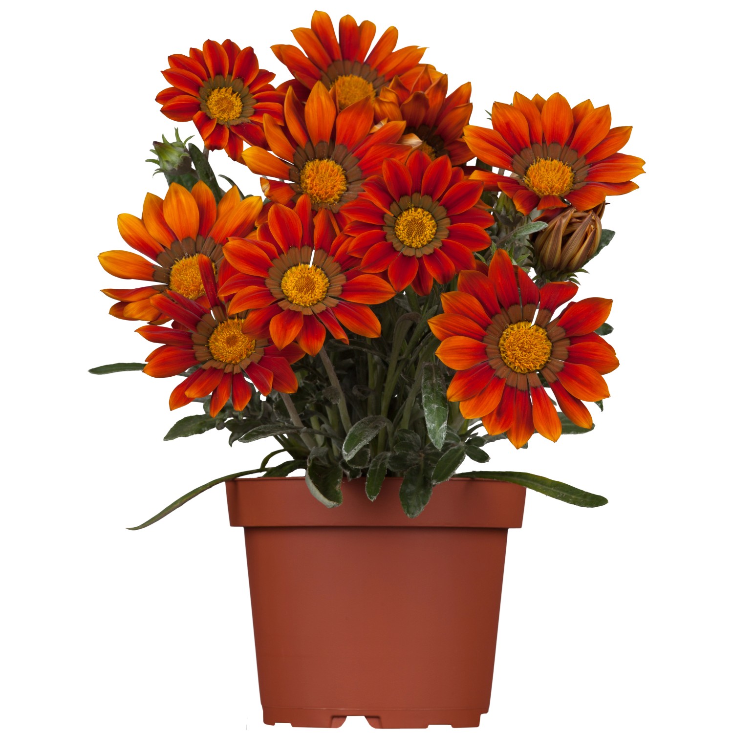 Gazanie TopfØ ca. 18 cm Gazania kaufen bei OBI