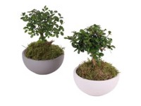 Bonsai-Mix in Keramik-Topf Ø 15 cm / 1 Stk.