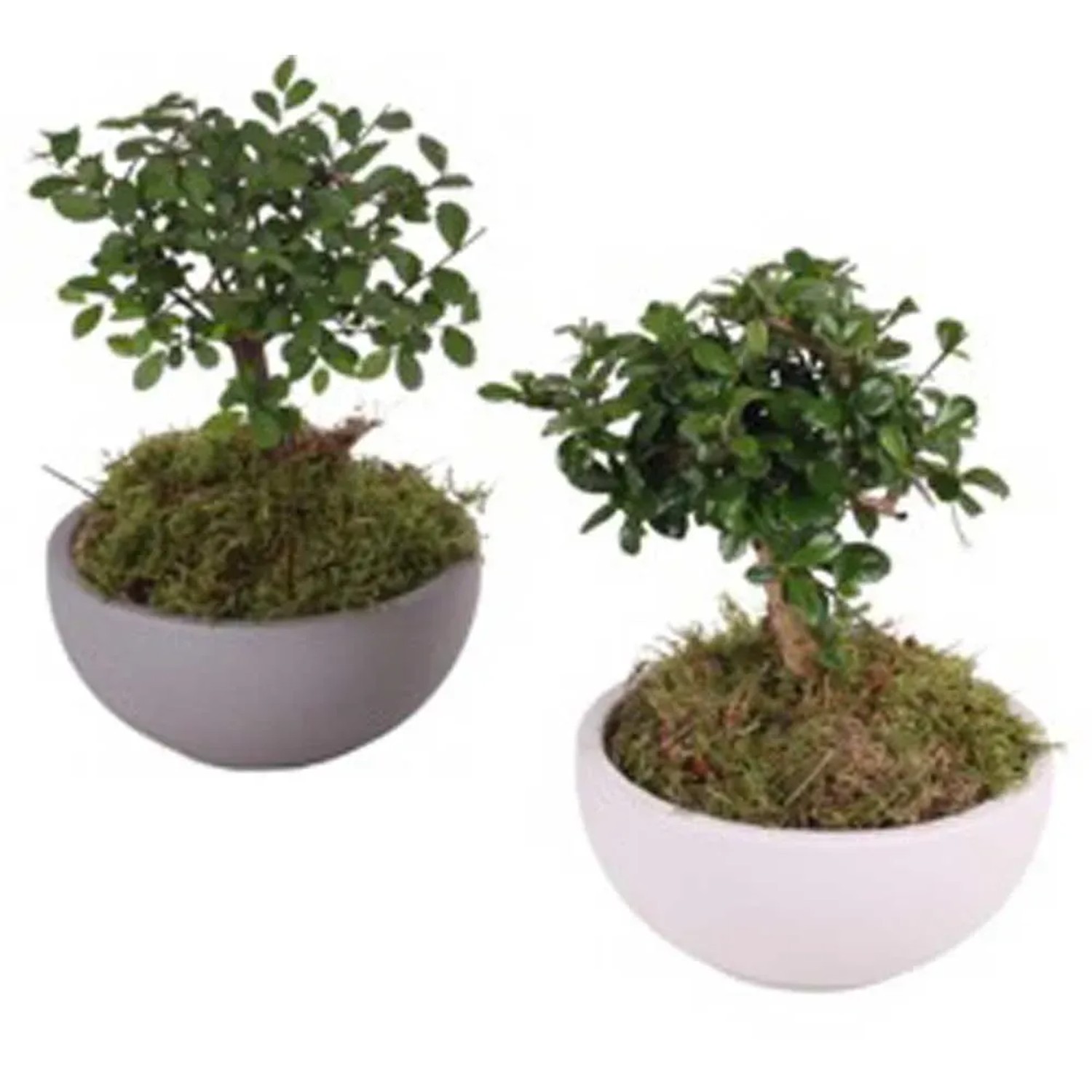 Zimmerbonsai bei OBI  Alles fr Heim, Haus, Garten und Bau