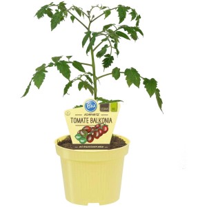 Blu Bio-Tomate Balkonia en pot, jeune plante avec feuilles vertes.