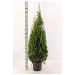Thuja Smaragd in vaso, altezza circa 120-140 cm, sempreverde.