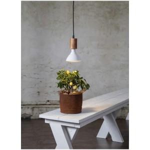 Star Trading LED Lampe pour plantes E27 PAR38, blanc chaud, 16W. Ampoule au-dessus de la plante sur un banc.