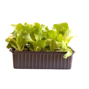 Laitue iceberg bio en barquette de 12, jeunes légumes feuilles pour le jardin.