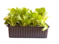 Eisbergsalat Bio 12er-Schale