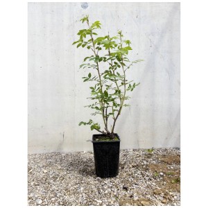 Rosa Rugosa bio 'Therese Bugnet' in vaso da 12 cm, alta circa 15-40 cm.