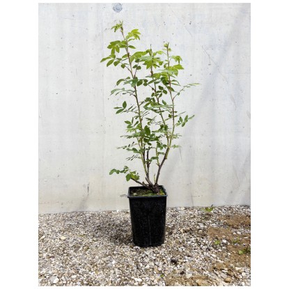 Bio Rose Rugosa-Hybride Therese Bugnet Topf 12 cm / Höhe 15 - 40 cm