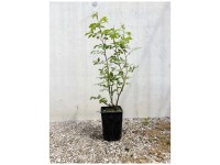 Bio Rose Rugosa-Hybride Therese Bugnet Topf 12 cm / Höhe 15 - 40 cm