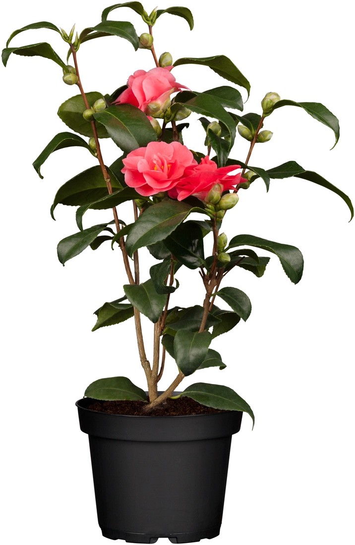 Kamelie Camellia Topf Ø ca. 24 cm kaufen bei OBI