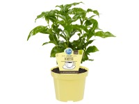 Kaffeestrauch Topf-Ø ca. 12 cm Coffea