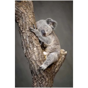 Stampa su tela: Koala dorme su un albero, 30x45 cm. Quadro decorativo per interni.