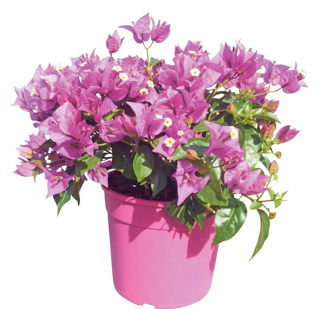 Bougainvillea Strauch Topf 17 cm kaufen bei OBI