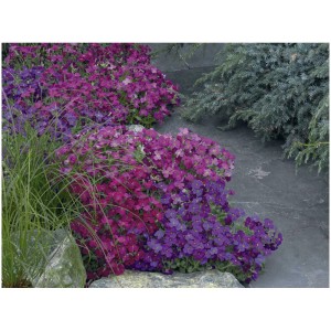 Copertura del suolo fiorita e piante perenni a cuscino nei toni del viola e del rosa in giardino.