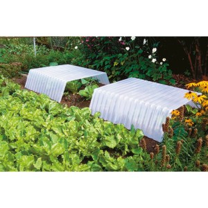 Cloche de forçage Azur L 110 cm en plastique PVC pour la protection des plantes dans le jardin.