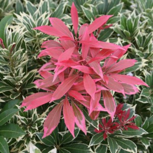 Erica giapponese Pieris japonica con foglie rosse e verdi in vaso.