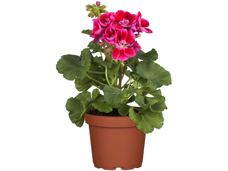 Geranie TopfØ ca. 14 cm Pelargonium kaufen bei OBI