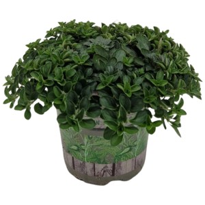 Mélange d'herbes aromatiques en pot (Ø 13 cm) : origan, thym, sauge ou romarin. Herbes de cuisine pour plate-bande et rebord de fenêtre.