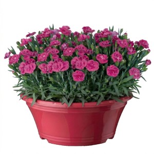 Mélange d'œillets Edel en pot (environ 17 cm) avec des fleurs roses. Coupe plantée pour l'intérieur.
