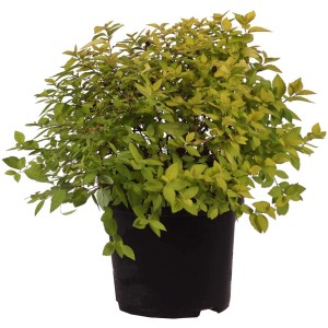 Spirea Golden Princess in vaso: arbusto ornamentale con foglie giallo-verdi in vaso nero.