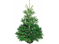Echte Nordmanntanne Premium 125 - 150 cm