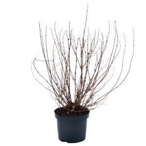 Deutzia (Deutzia gracilis) in vaso, alta circa 40-50 cm, senza foglie.