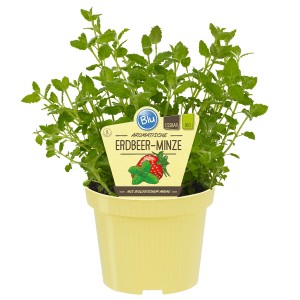 Blu menthe fraise bio en pot (Ø 12cm). Herbe aromatique de cuisine pour desserts et boissons.