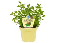 Blu Bio Erdbeer-Minze Mentha Topf Ø ca. 12 cm
