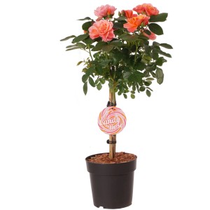 GROW by OBI Rose Sugar Candy als Stämmchen im Topf mit rosa Blüten.