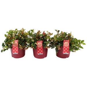 Gaultheria Big Berry en pot, baies rouges et feuilles vertes. Gaultheria procumbens.