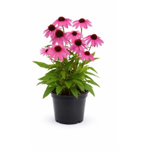 Échinacée 'SunMagic Hot Pink' en pot : Fleurs roses à cœur foncé, amie des insectes.