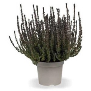 Bruyère Sunset Girls en pot, Calluna vulgaris, épis floraux foncés.