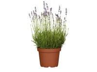 52+ Lavendel Bei Obi, Bei obi findest du eine vielfältige auswahl an