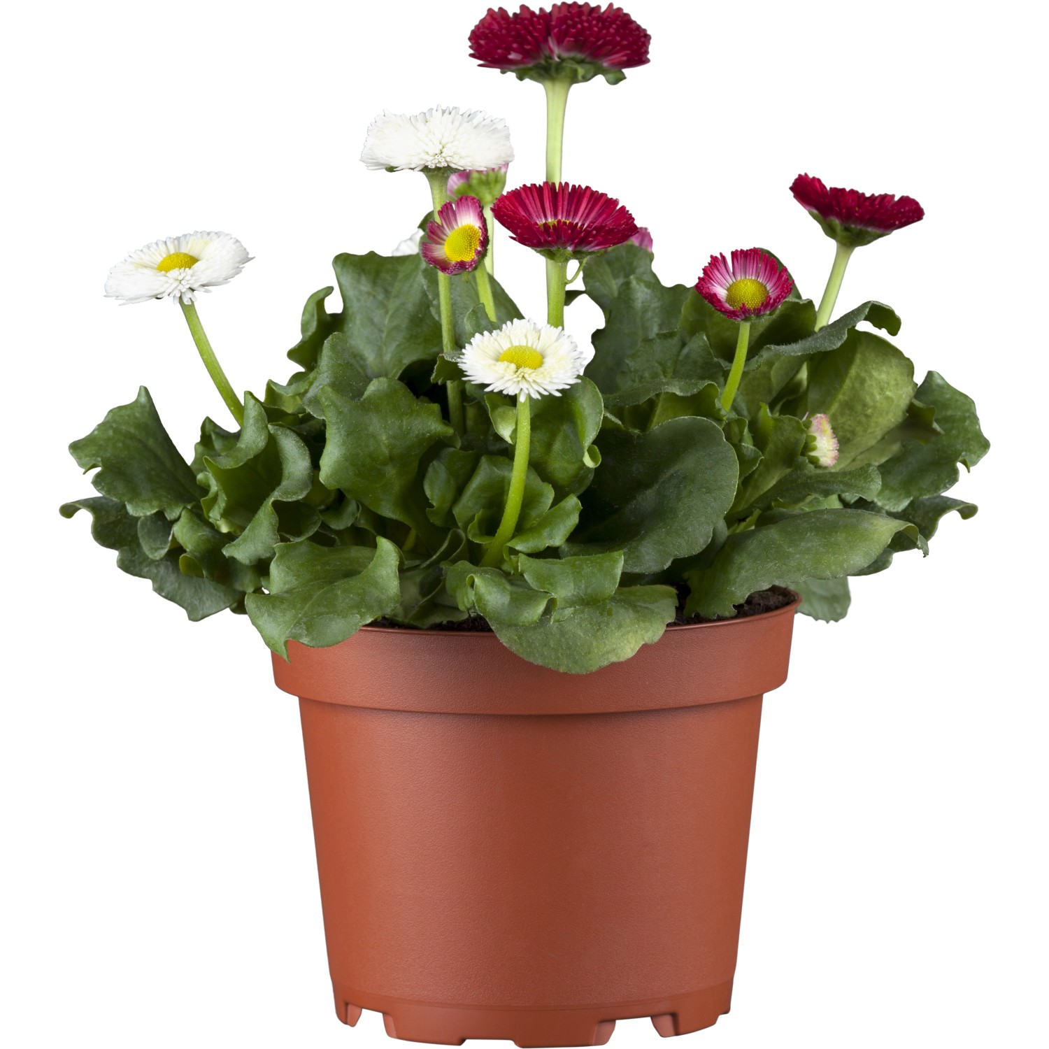 Tausendschön Bellis Rot / Weiss Topf Ø 13 cm kaufen bei OBI