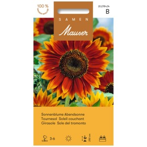 Sachet de graines Tournesol Soleil couchant, fleur brun-rouge à cœur foncé.