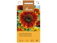 Sonnenblume Abendsonne Sonnenblume Abendsonne