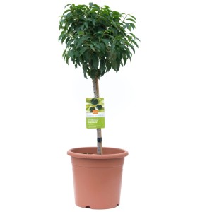 Lauro portoghese Angustifolia in vaso da 7 l, altezza 70 cm. Pianta sempreverde per siepi e posizionamento singolo.