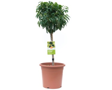 monstera thai constellation steckling kaufen Monstera 'Thai Constellation' kaufen