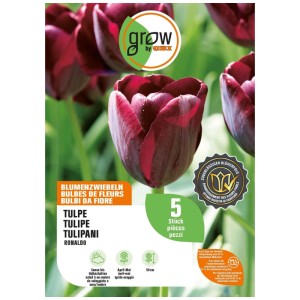 Fiore di tulipano Ronaldo GROW by OBI rosso scuro. 5 bulbi, 50 cm, per giardino e fiori recisi.