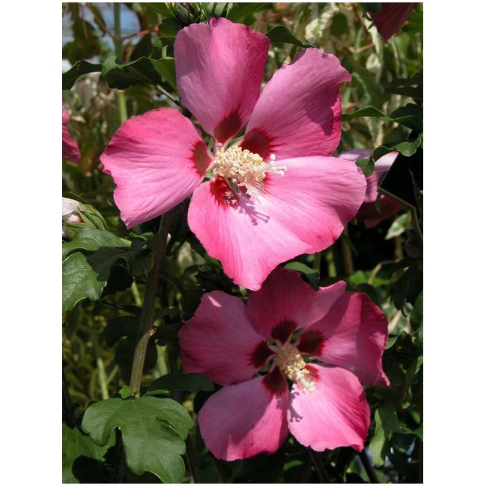 GartenEibisch Hibiscus syriacus verschiedene Sorten Topf Ø 18 cm