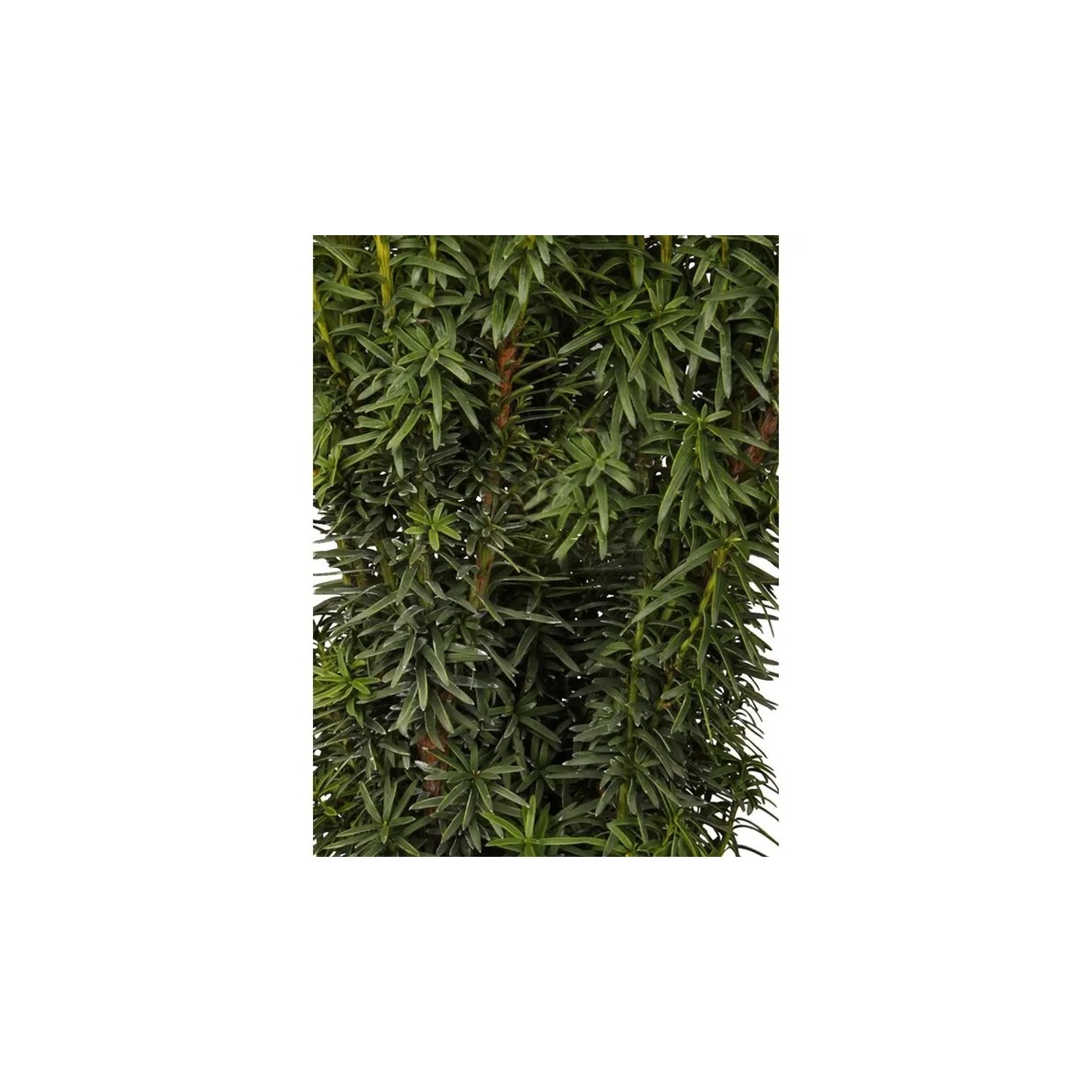 Eibe (Taxus) bei OBI  Alles fr Heim, Haus, Garten und Bau