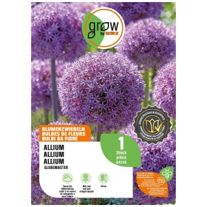 Bulbe d'oignon d'ornement Globemaster avec fleur violette, env. 80 cm de haut.