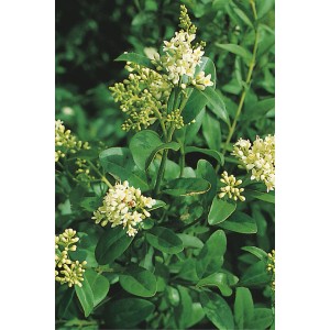 Ligustro nero-verde (3 l) in fiore con foglie verdi dense e fiori bianchi.