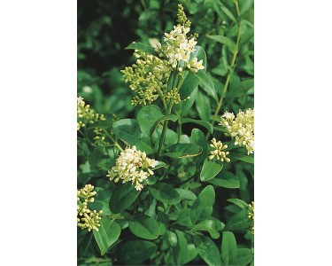 lonicera pileata hecke Heckenmyrte Maigrün (Lonicera nitida 'Maigrün') | 20-30 cm im Topf main image 1