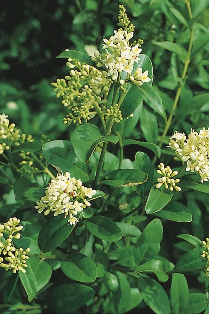 Schwarzgrner Liguster 3 l