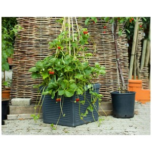 Fraise grimpante en pot avec treillis et fruits rouges.