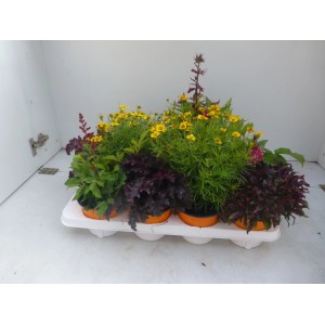 Mélange coloré de vivaces Indian Summer avec fleurs jaunes et feuilles foncées en pots orange sur plateau blanc.
