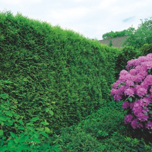Smeraldo Albero della Vita (Thuja occidentalis), circa 125-150cm di altezza, in vaso, piantato come siepe.