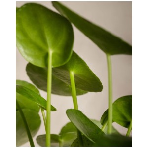 Gros plan sur les feuilles rondes et vertes d'une Pilea peperomioides (plante OVNI).